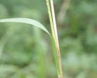 tripsacum dactyloides 4.jpg